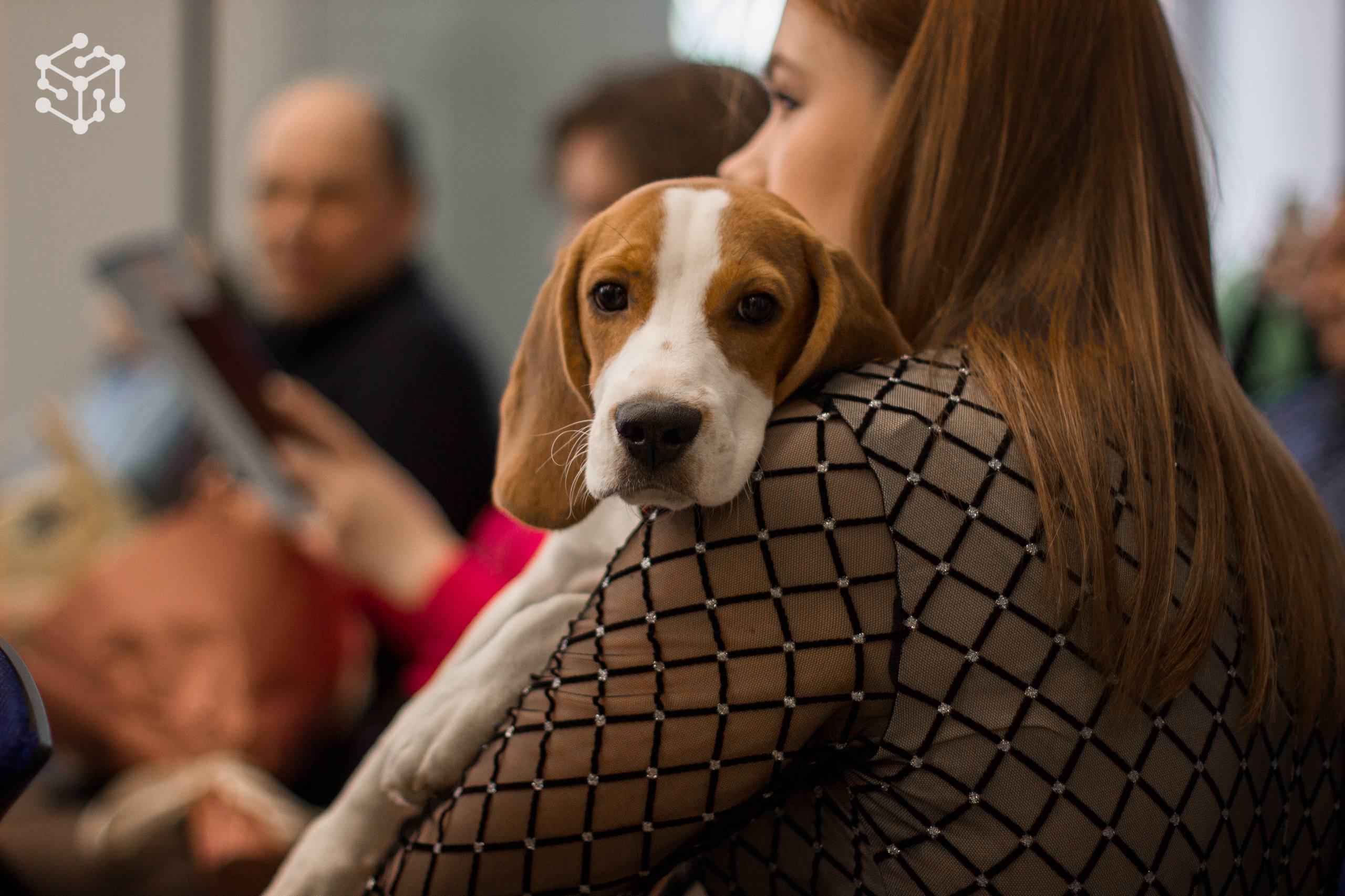 Физтех-колледж — дог-френдли!